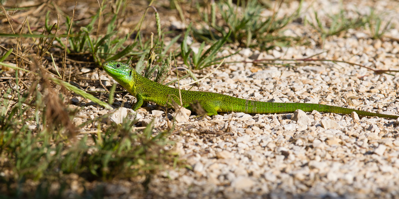Lézard à deux raies